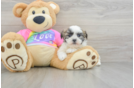 Funny Teddy Bear Designer Pup