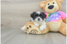 Fluffy Teddy Bear Designer Pup