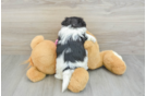 Funny Teddy Bear Designer Pup