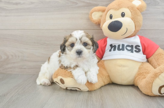 Teddy Bear Puppy for Adoption