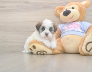 5 week old Teddy Bear Puppy For Sale - Simply Southern Pups 5 week old Teddy Bear Puppy For Sale - Simply Southern Pups