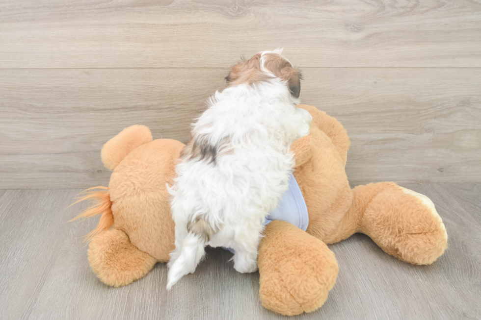 Teddy Bear Pup Being Cute