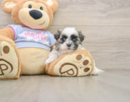 6 week old Teddy Bear Puppy For Sale - Simply Southern Pups