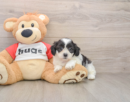 9 week old Teddy Bear Puppy For Sale - Simply Southern Pups