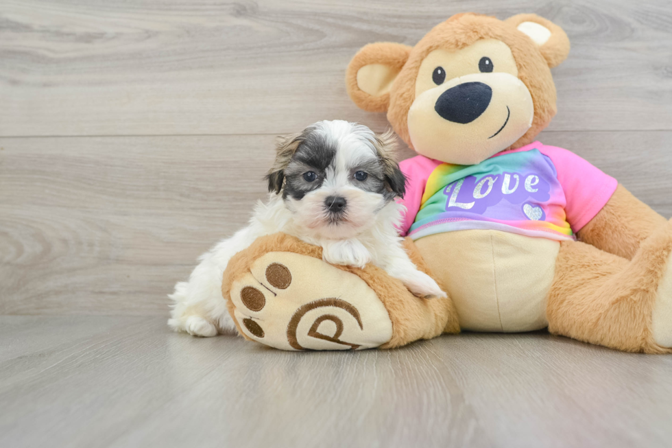 Teddy Bear Pup Being Cute