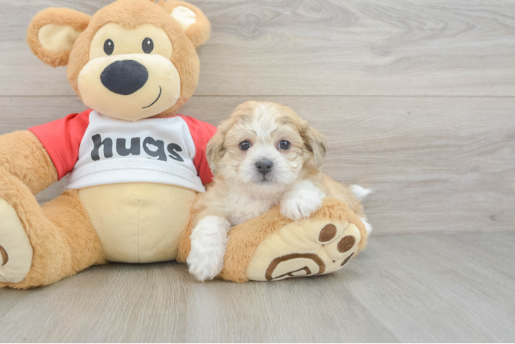 Teddy Bear Pup Being Cute