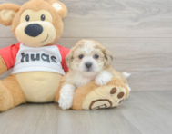 8 week old Teddy Bear Puppy For Sale - Simply Southern Pups