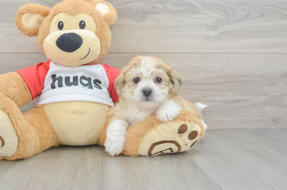 5 week old Teddy Bear Puppy For Sale - Simply Southern Pups