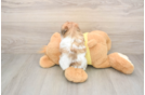 Teddy Bear Pup Being Cute