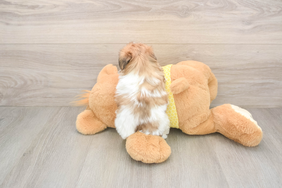 Teddy Bear Pup Being Cute