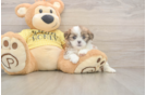 Teddy Bear Puppy for Adoption