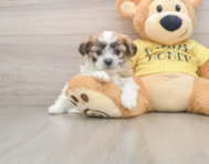 6 week old Teddy Bear Puppy For Sale - Simply Southern Pups