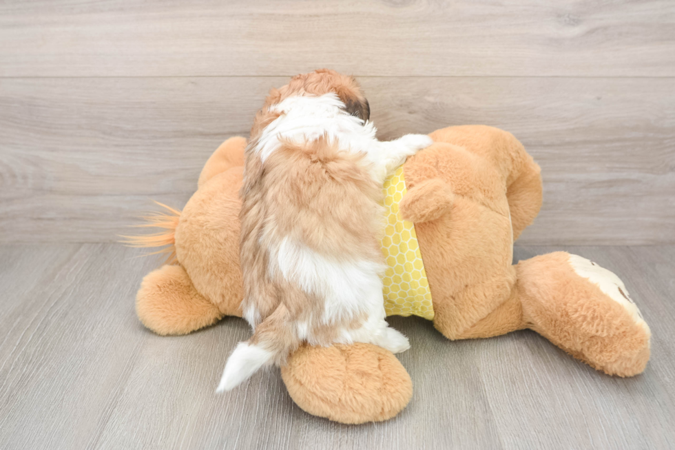 Teddy Bear Puppy for Adoption