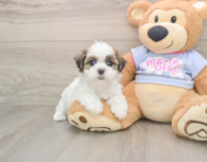 6 week old Teddy Bear Puppy For Sale - Simply Southern Pups
