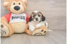 Best Teddy Bear Baby
