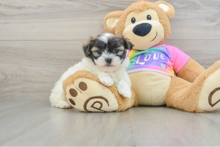 Teddy Bear Puppy for Adoption