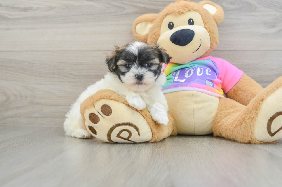 6 week old Teddy Bear Puppy For Sale - Simply Southern Pups