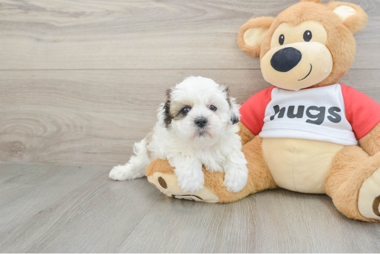 Little Shichon Designer Puppy
