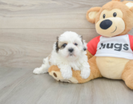 8 week old Teddy Bear Puppy For Sale - Simply Southern Pups
