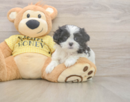 8 week old Teddy Bear Puppy For Sale - Simply Southern Pups