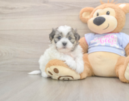 6 week old Teddy Bear Puppy For Sale - Simply Southern Pups
