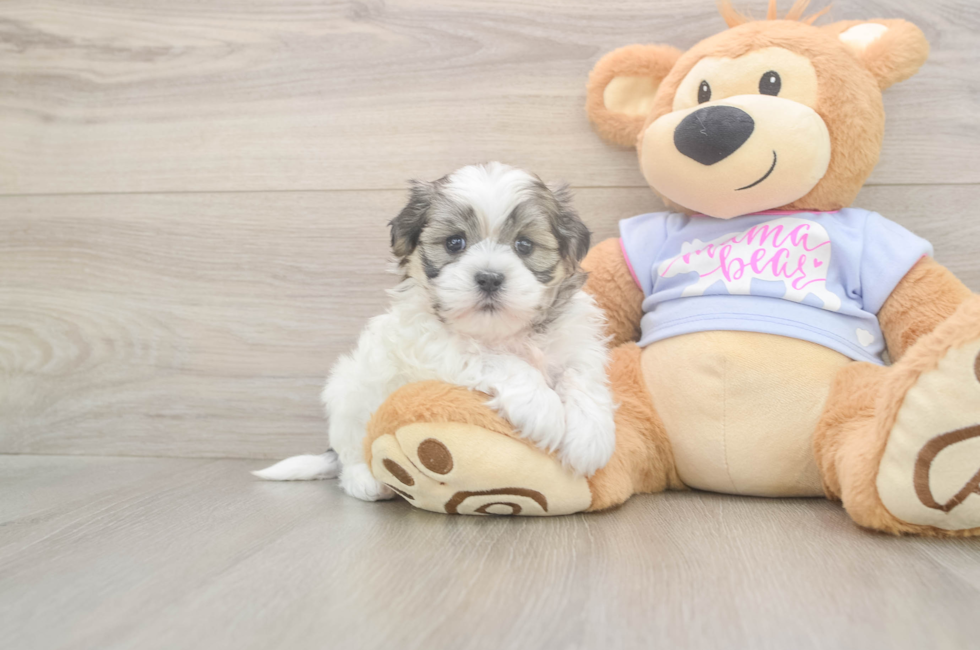 5 week old Teddy Bear Puppy For Sale - Simply Southern Pups
