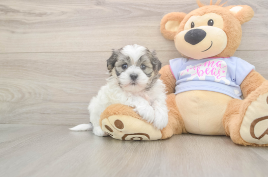 5 week old Teddy Bear Puppy For Sale - Simply Southern Pups Adorable Shi Chon Designer Puppy
