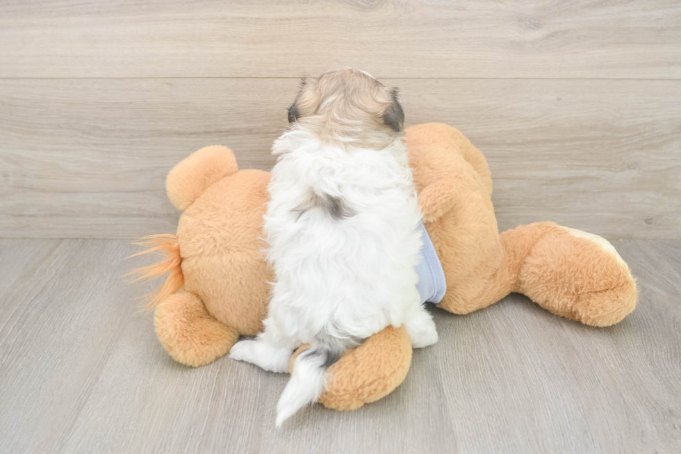 Teddy Bear Puppy for Adoption