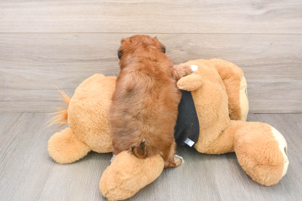 Funny Teddy Bear Designer Pup