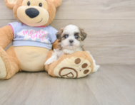 7 week old Teddy Bear Puppy For Sale - Simply Southern Pups