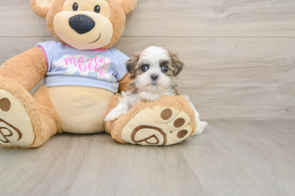 Best Teddy Bear Baby