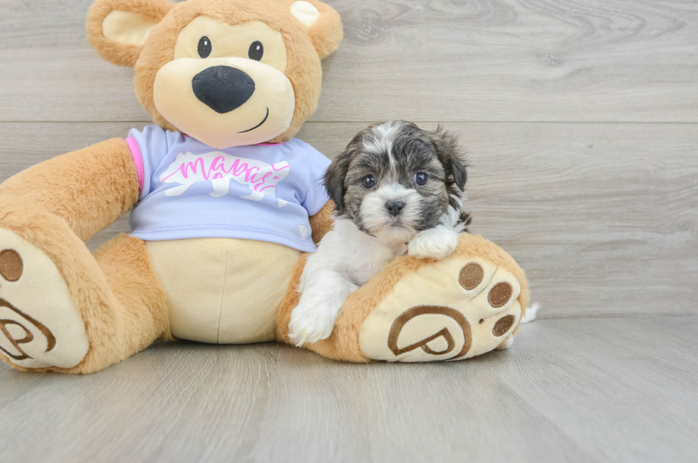 6 week old Teddy Bear Puppy For Sale - Simply Southern Pups