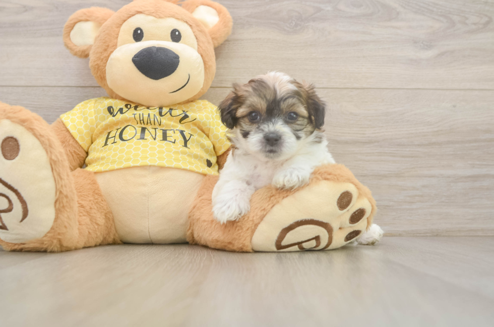 5 week old Teddy Bear Puppy For Sale - Simply Southern Pups