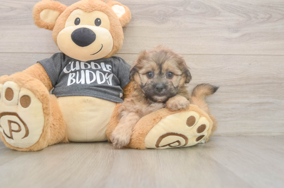 6 week old Teddy Bear Puppy For Sale - Simply Southern Pups