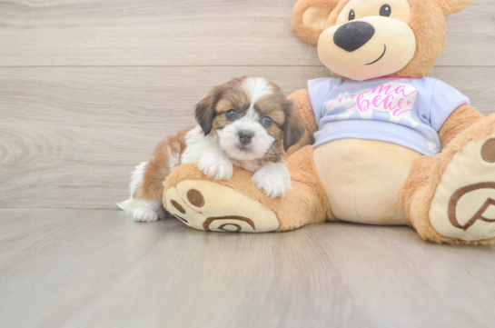 5 week old Teddy Bear Puppy For Sale - Simply Southern Pups Hypoallergenic Shi Chon Designer Puppy