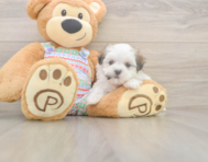6 week old Teddy Bear Puppy For Sale - Simply Southern Pups