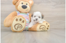 Funny Teddy Bear Designer Pup