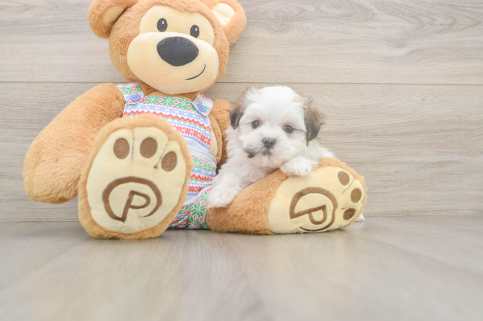 6 week old Teddy Bear Puppy For Sale - Simply Southern Pups