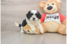 Petite Teddy Bear Designer Pup