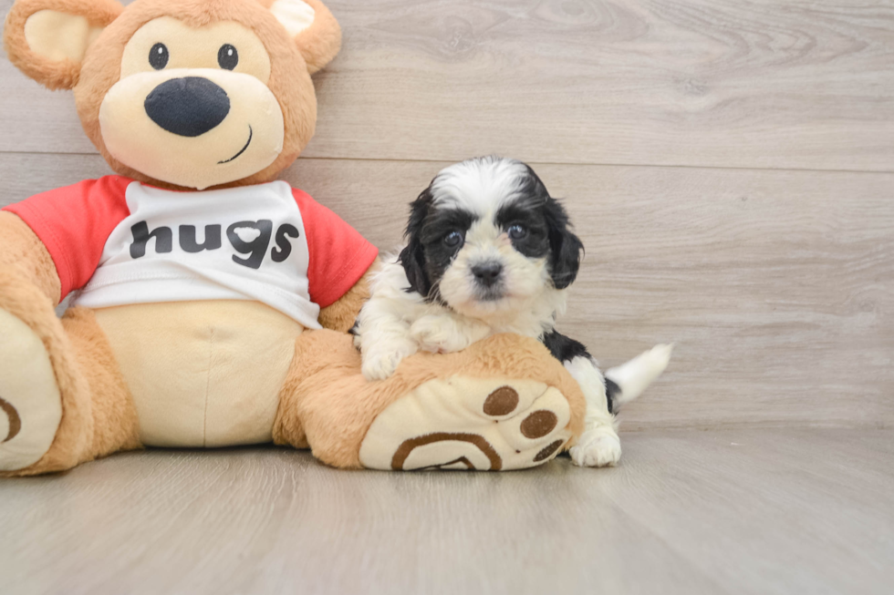 Happy Teddy Bear Baby