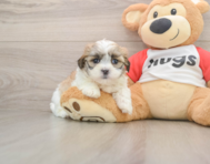 8 week old Teddy Bear Puppy For Sale - Simply Southern Pups