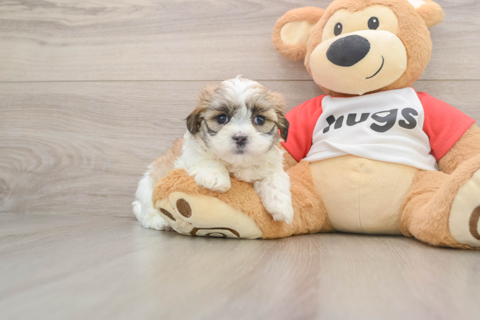Sweet Teddy Bear Baby