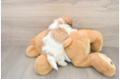 Adorable Shichon Designer Puppy