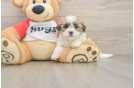 Teddy Bear Puppy for Adoption