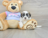 7 week old Teddy Bear Puppy For Sale - Simply Southern Pups