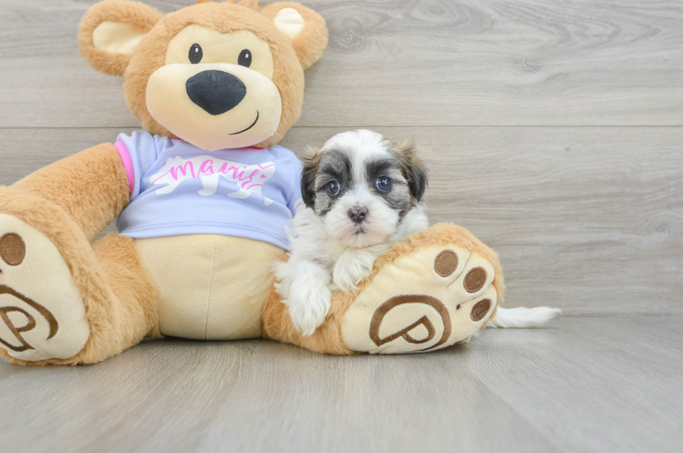 6 week old Teddy Bear Puppy For Sale - Simply Southern Pups