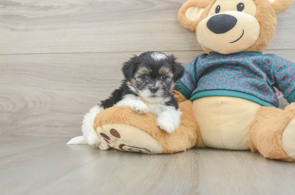 6 week old Teddy Bear Puppy For Sale - Simply Southern Pups