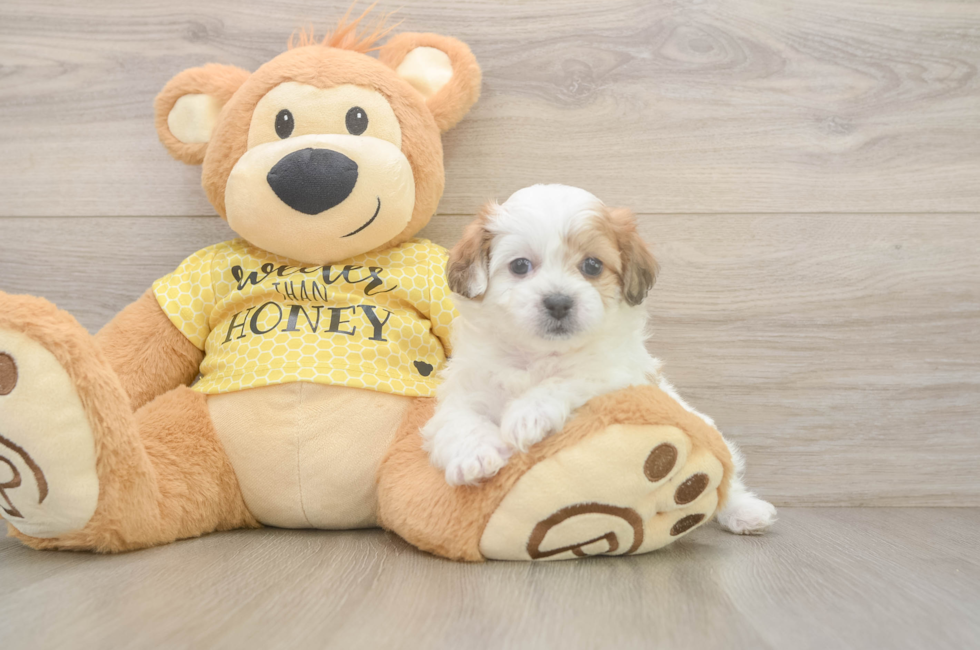 5 week old Teddy Bear Puppy For Sale - Simply Southern Pups