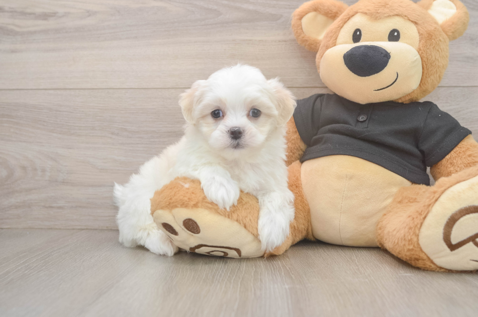 5 week old Teddy Bear Puppy For Sale - Simply Southern Pups
