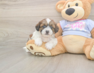 8 week old Teddy Bear Puppy For Sale - Simply Southern Pups